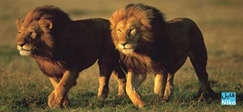 دانلود مستند Return of the Giant Killers: Africa’s Lion Kings